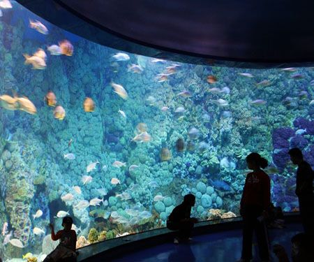 水族館啥意思（水族館是一個(gè)多功能的機(jī)構(gòu)） 水族館百科（水族館加盟） 第1張