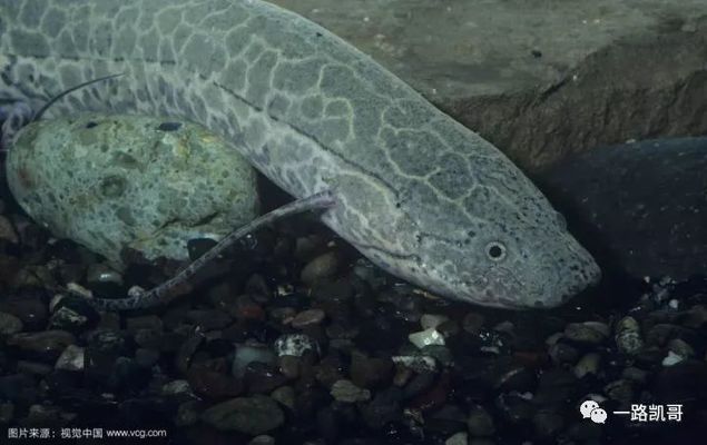 龍魚(yú)缸過(guò)濾是否可以放珊瑚骨（如何確保珊瑚骨在龍魚(yú)缸中的穩(wěn)定性和安全性？） 水族問(wèn)答 第1張