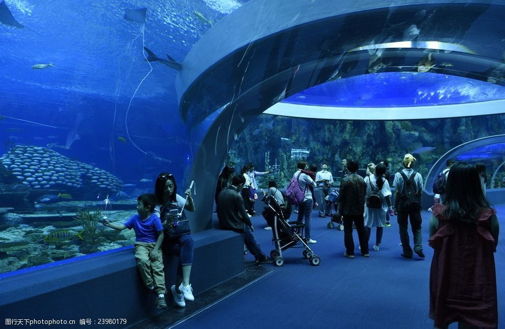 長隆水族館有什么魚（世界上最大的海洋主題公園之一長隆水族館海洋生物多樣性） 水族館百科（水族館加盟） 第5張