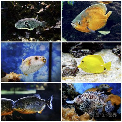 水族館常見魚類介紹大全（水族館中常見的魚類）