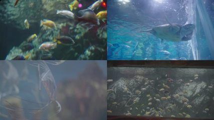 水族館常見魚類介紹大全（水族館中常見的魚類） 水族館百科（水族館加盟） 第5張