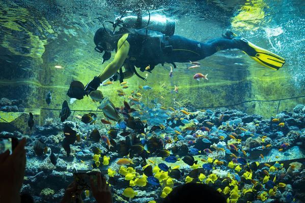 海南水族館門票多少錢（三亞亞特蘭蒂斯水族館門票價格） 水族館百科（水族館加盟） 第4張