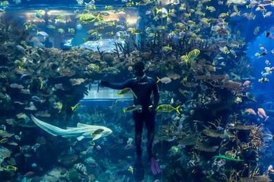 開一家水族館需要些什么證件呢視頻（開一家水族館需要些什么證件呢視頻詳情） 水族館百科（水族館加盟） 第4張