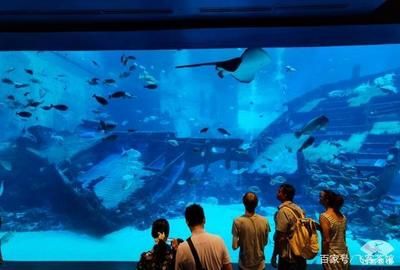 高端水族館（三亞亞特蘭蒂斯水族箱優(yōu)惠活動魚寶貝水族箱優(yōu)惠活動） 水族館百科（水族館加盟） 第4張