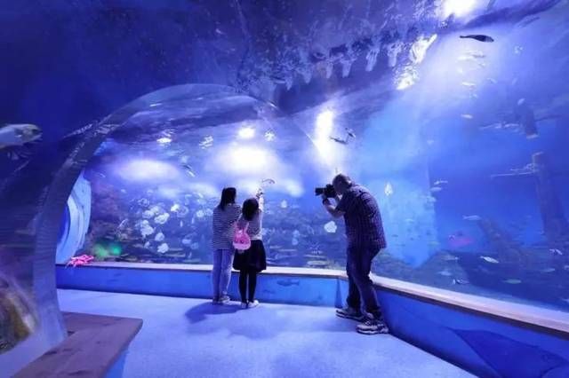 高端水族館（三亞亞特蘭蒂斯水族箱優(yōu)惠活動魚寶貝水族箱優(yōu)惠活動） 水族館百科（水族館加盟） 第5張