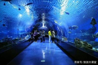 水族館開門了嗎今天（上海水族館今天是否開門） 水族館百科（水族館加盟） 第3張