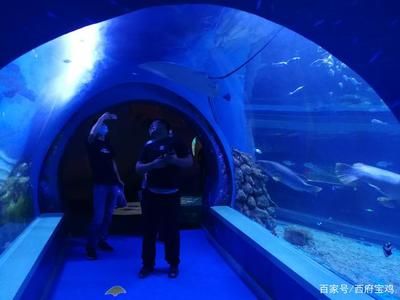 水族館開門了嗎今天（上海水族館今天是否開門） 水族館百科（水族館加盟） 第1張