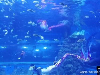 水族館開門了嗎今天（上海水族館今天是否開門） 水族館百科（水族館加盟） 第5張