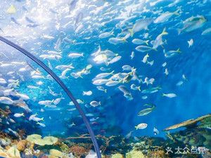 水族館在什么地方（上海海洋水族館特色展覽,青島水族館歷史背景介紹） 水族館百科（水族館加盟） 第1張