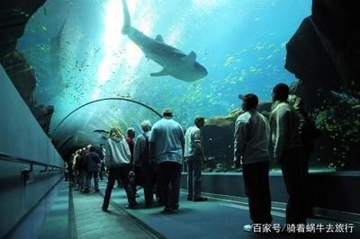 在水族館可以干什么工作（在水族館工作的各種職位及其職責(zé)和要求） 水族館百科（水族館加盟） 第5張