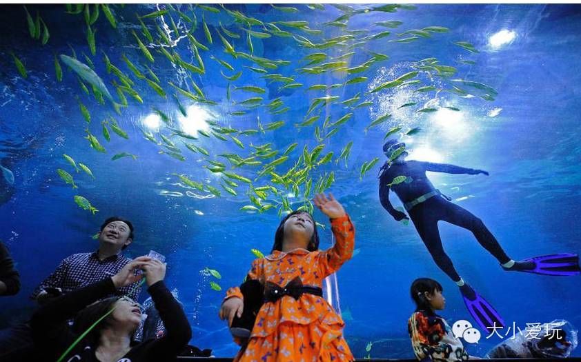 在水族館可以干什么工作（在水族館工作的各種職位及其職責和要求） 水族館百科（水族館加盟） 第4張