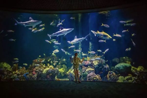 有創(chuàng)意的水族館名字有哪些（水族館名字怎么取?。浚?水族館百科（水族館加盟） 第3張