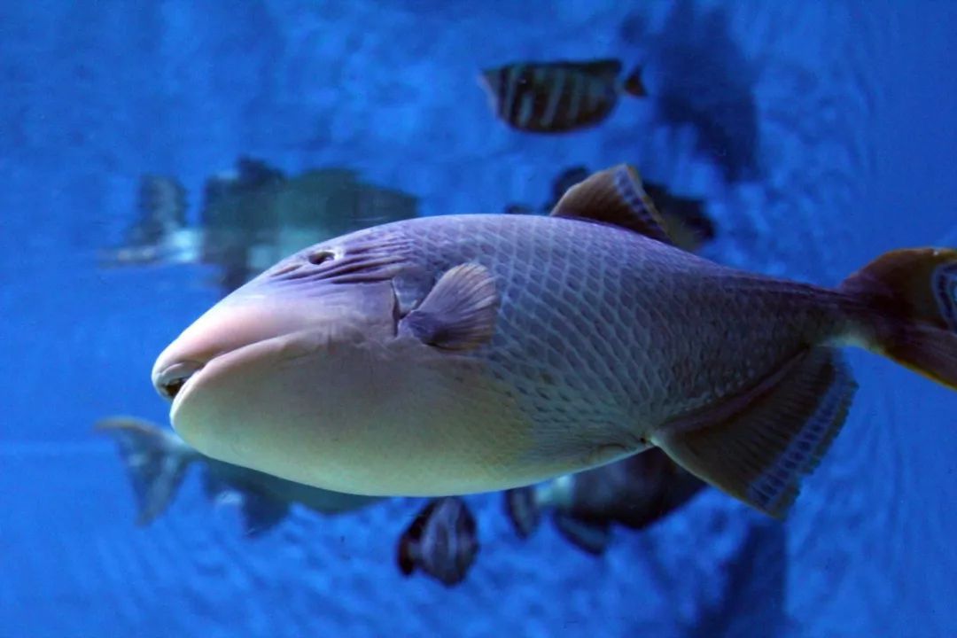 水族館賣魚嗎（水族館日常維護(hù)技巧水族館觀賞魚品種介紹）