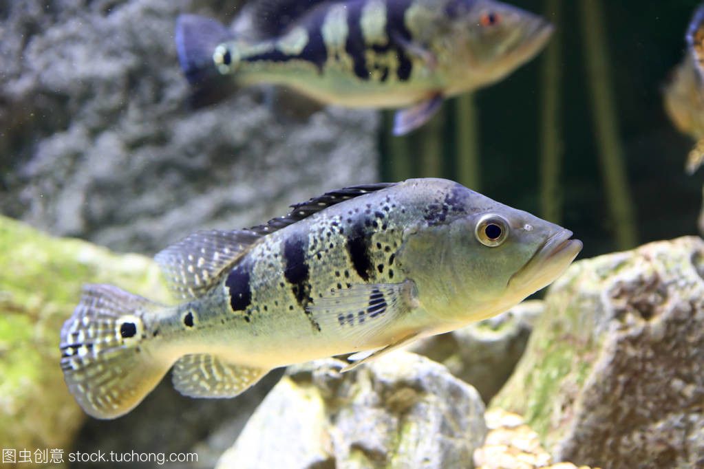 水族館賣魚嗎（水族館日常維護(hù)技巧水族館觀賞魚品種介紹）