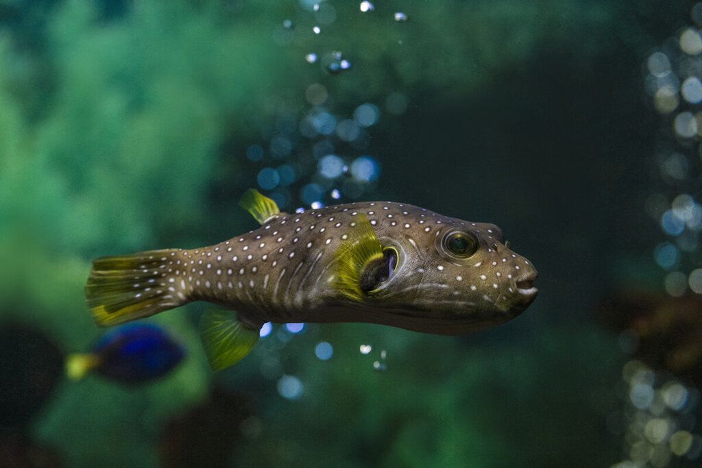 水族館賣魚嗎（水族館日常維護(hù)技巧水族館觀賞魚品種介紹） 水族館百科（水族館加盟） 第5張