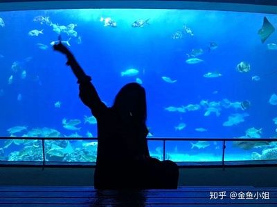 水族館好玩嗎值得去嗎知乎（上海水族館拍照打卡圣地水族館拍照打卡圣地水族館） 水族館百科（水族館加盟） 第1張