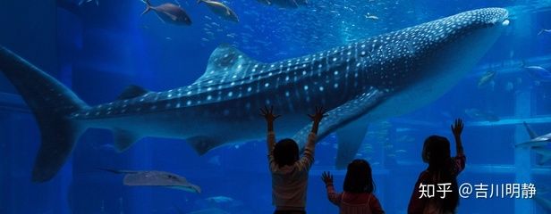 水族館好玩嗎值得去嗎知乎（上海水族館拍照打卡圣地水族館拍照打卡圣地水族館） 水族館百科（水族館加盟） 第2張