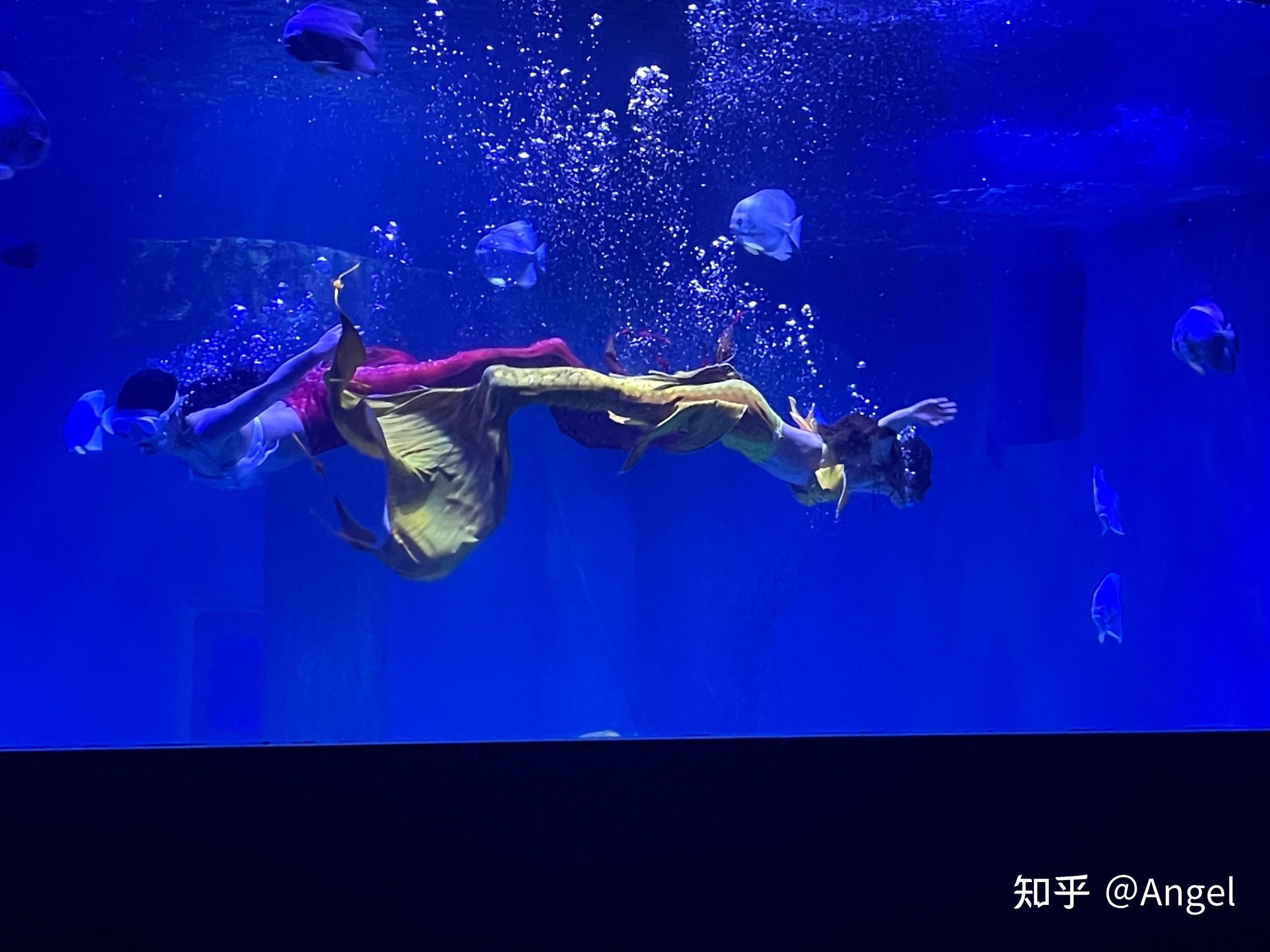 水族館好玩嗎值得去嗎知乎（上海水族館拍照打卡圣地水族館拍照打卡圣地水族館） 水族館百科（水族館加盟） 第4張