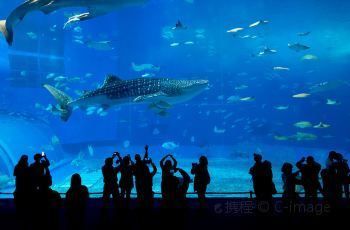 美麗海水族館門票（沖繩美麗海水族館門票價(jià)格）