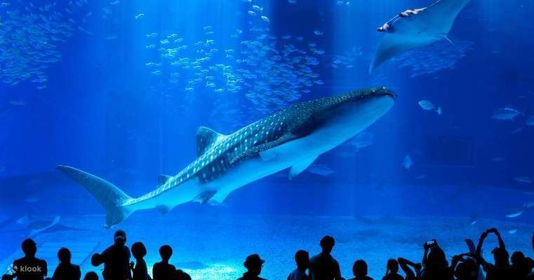 美麗海水族館門票（沖繩美麗海水族館門票價格）