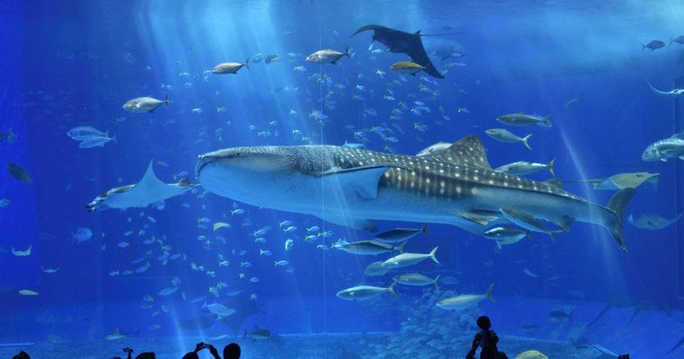 美麗海水族館門票（沖繩美麗海水族館門票價格）