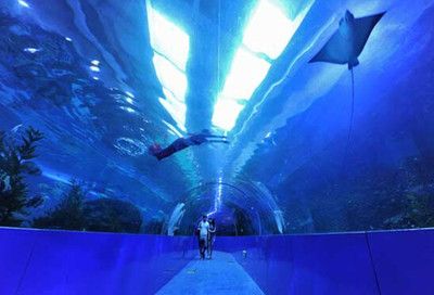 成都水族館在哪里門票多少錢（成都海洋館開放時間查詢） 水族館百科（水族館加盟） 第3張