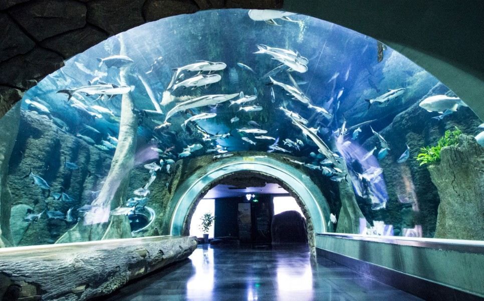 成都水族館在哪里門票多少錢（成都海洋館開放時間查詢） 水族館百科（水族館加盟） 第1張