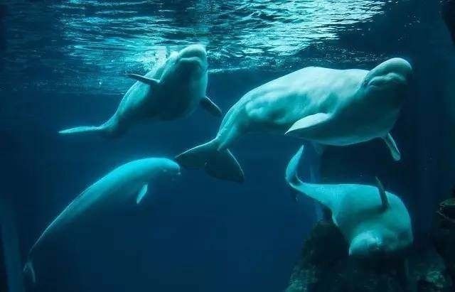 水族館排行榜第一名（世界最大水族館-喬治亞） 水族館百科（水族館加盟） 第4張