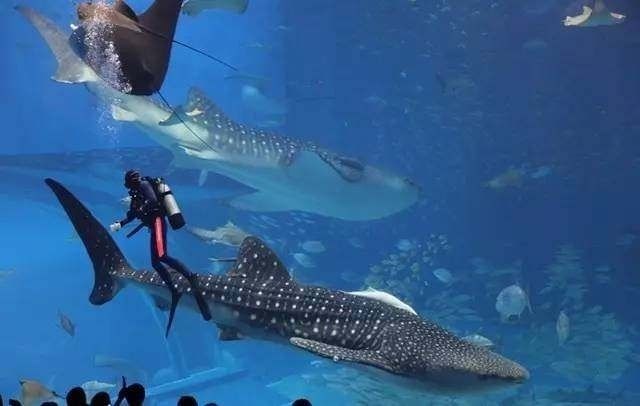 水族館排行榜第一名（世界最大水族館-喬治亞） 水族館百科（水族館加盟） 第5張