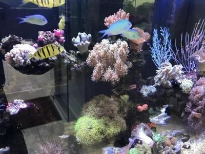 水族館賺錢嗎（水族館市場調(diào)研方法[需手動填充]水族館市場調(diào)研方法創(chuàng)業(yè)好處）