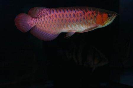 紅龍魚(yú)粗框好還是細(xì)框好（紅龍魚(yú)的粗框和細(xì)框各有優(yōu)勢(shì)，紅龍魚(yú)粗框和細(xì)框各有優(yōu)勢(shì)） 龍魚(yú)百科 第4張