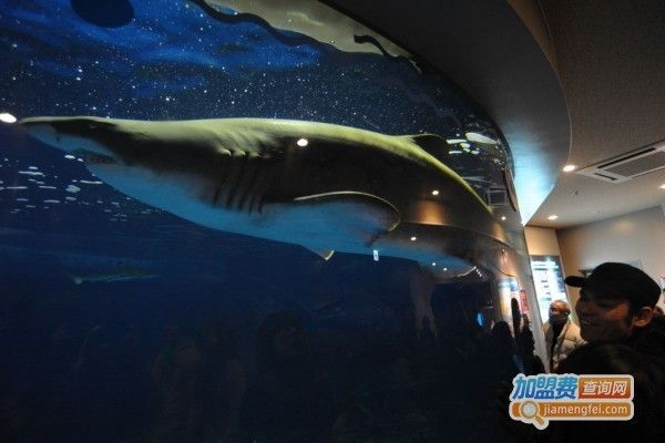 一家水族館一年成本（開一家水族館一年的成本控制） 水族館百科（水族館加盟） 第5張