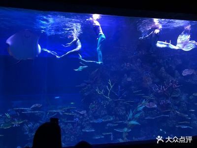 水族館里魚的種類圖片和介紹（水族館中常見的幾種魚類及其特點(diǎn)，水族館魚類及其特點(diǎn)）