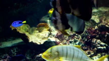 水族館里魚(yú)的種類圖片和介紹（水族館中常見(jiàn)的幾種魚(yú)類及其特點(diǎn)，水族館魚(yú)類及其特點(diǎn)） 水族館百科（水族館加盟） 第1張