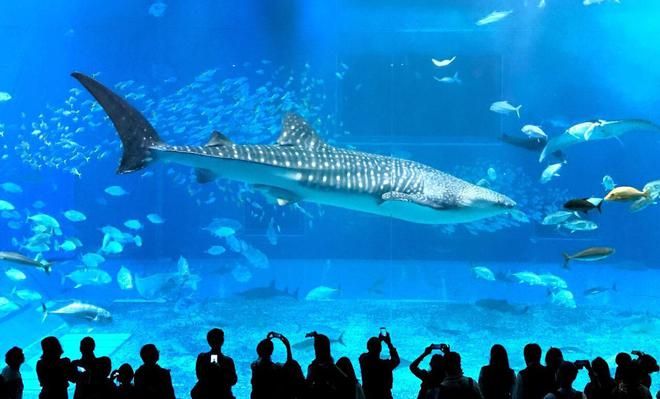 水族館里魚的種類圖片和介紹（水族館中常見的幾種魚類及其特點(diǎn)，水族館魚類及其特點(diǎn)）