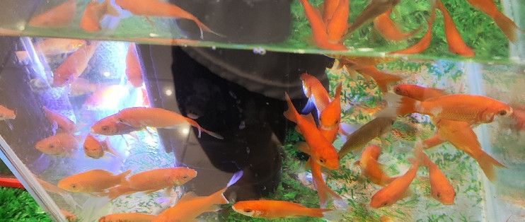 水族館常見的魚介紹（水族館中常見的幾種魚類及其詳細(xì)介紹）