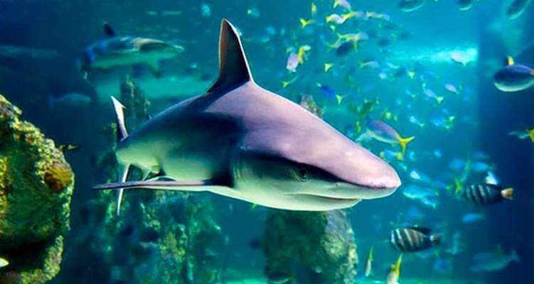 水族館里有啥（水族館中展示的各類海洋生物）