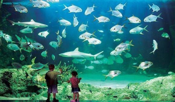 水族館里有啥（水族館中展示的各類海洋生物） 水族館百科（水族館加盟） 第4張