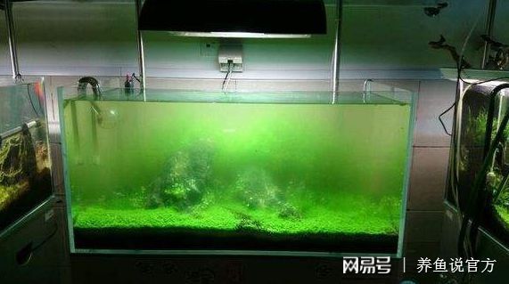 龍魚和金龍魚區(qū)別（龍魚和金龍魚各有特色，適合不同人群的喜好） 水族問答 第2張