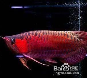 怎么挑選小紅龍魚（挑選小紅龍魚時(shí)需要注意以下幾個(gè)要點(diǎn)，紅龍魚品種鑒別技巧） 龍魚百科 第5張