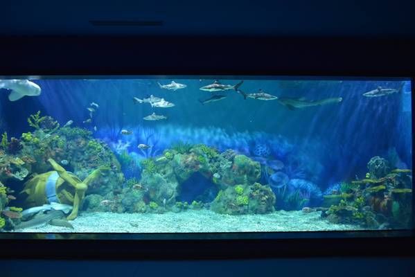 水族館怎么取創(chuàng)意名（如何評估水族館名字的吸引力） 水族館百科（水族館加盟） 第1張