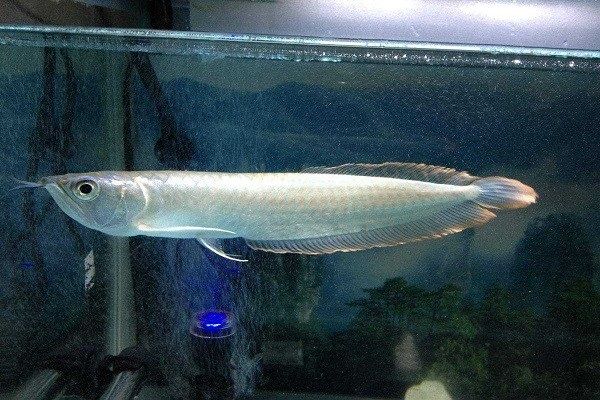 金龍魚銀龍魚多少錢一條（金龍魚和銀龍魚的價格因其大小、品種和稀有程度不同） 龍魚百科 第4張