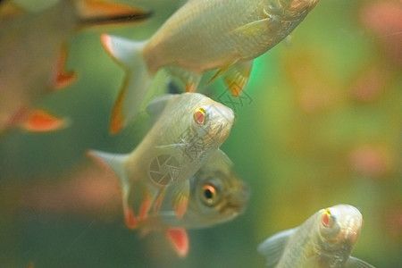 水族館店面圖片大全大圖（探索水族館店面設(shè)計的重要性及其對顧客體驗(yàn)的影響）