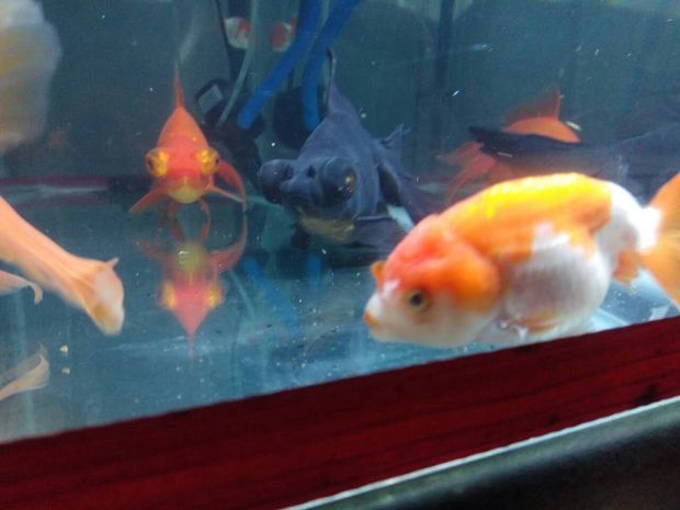 水族館專用飼料購買指南（水族館專用飼料是確保魚類健康生長的關(guān)鍵） 水族館百科（水族館加盟） 第2張