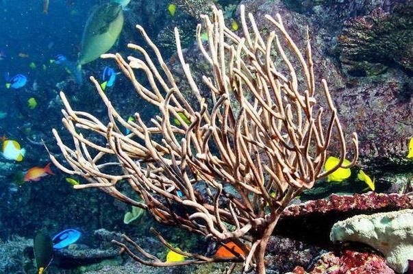 水族館中的魚（水族館中的一些代表性魚類及其詳細(xì)介紹，水族館魚種的觀賞價(jià)值）