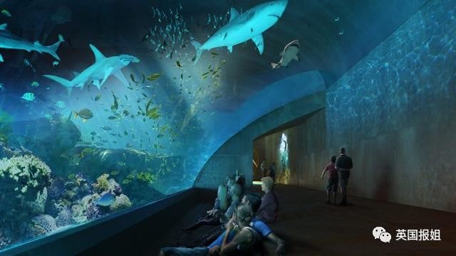 開一個小型水族館多少錢（開一個小型水族館的成本因地區(qū)、規(guī)模、設(shè)備和技術(shù)等因素而異） 水族館百科（水族館加盟） 第5張