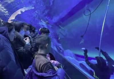 水族館工作人員有什么工作（水族館工作人員的主要職責(zé)包括維護(hù)和照顧各種海洋生物）