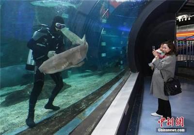 水族館工作人員有什么工作（水族館工作人員的主要職責(zé)包括維護(hù)和照顧各種海洋生物）