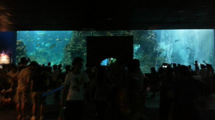 水族館在哪里？（南京水族館特色展覽介紹阿布扎比國家水族館互動體驗(yàn)）