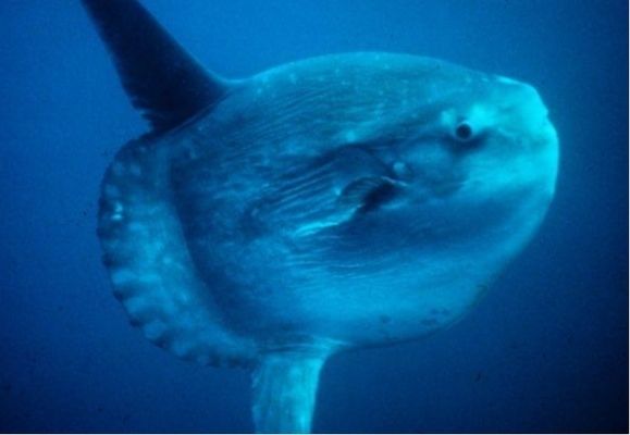 水族館中的魚算不算一個(gè)種群（《和平精英》水族館中的魚是否算作一個(gè)種群，這是一個(gè)值得探討的問題）